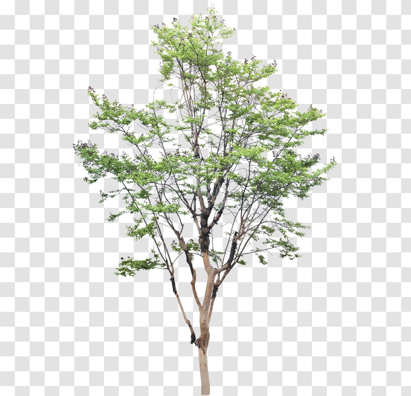 White Poplar Tree Populus Nigra Drawing - Plant - Vz Transparent PNG