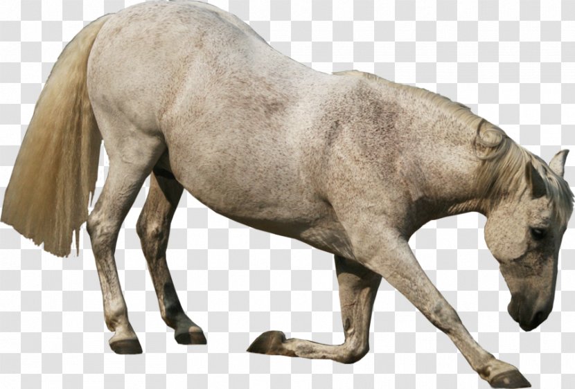 Andalusian Horse Friesian GIMP PhotoScape - Mane - Like Mammal Transparent PNG