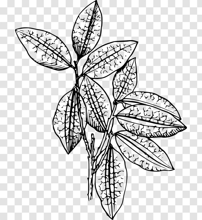 Plant Drawing Clip Art - Visual Arts Transparent PNG