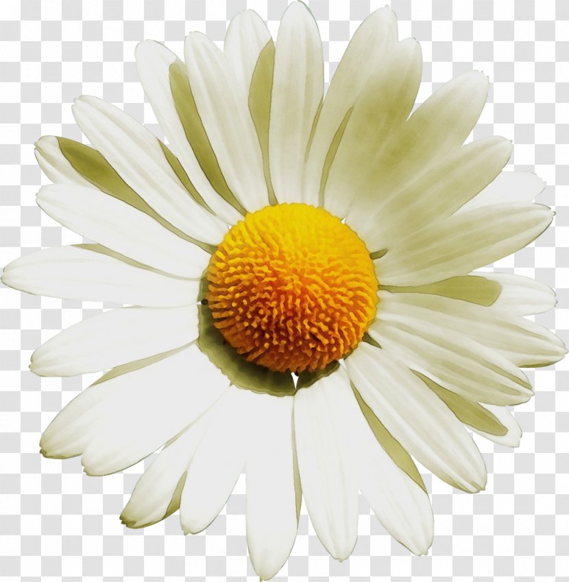 Daisy - Mayweed - Yellow Camomile Transparent PNG
