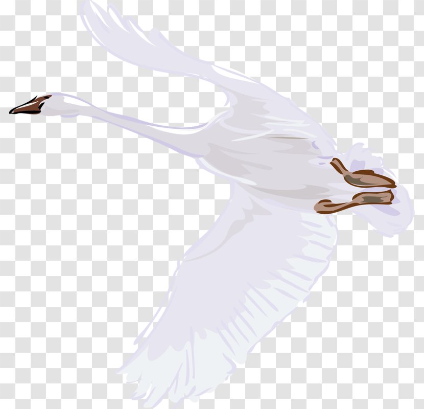 Cygnini Bird Illustration - Feather - Flying Swan Transparent PNG