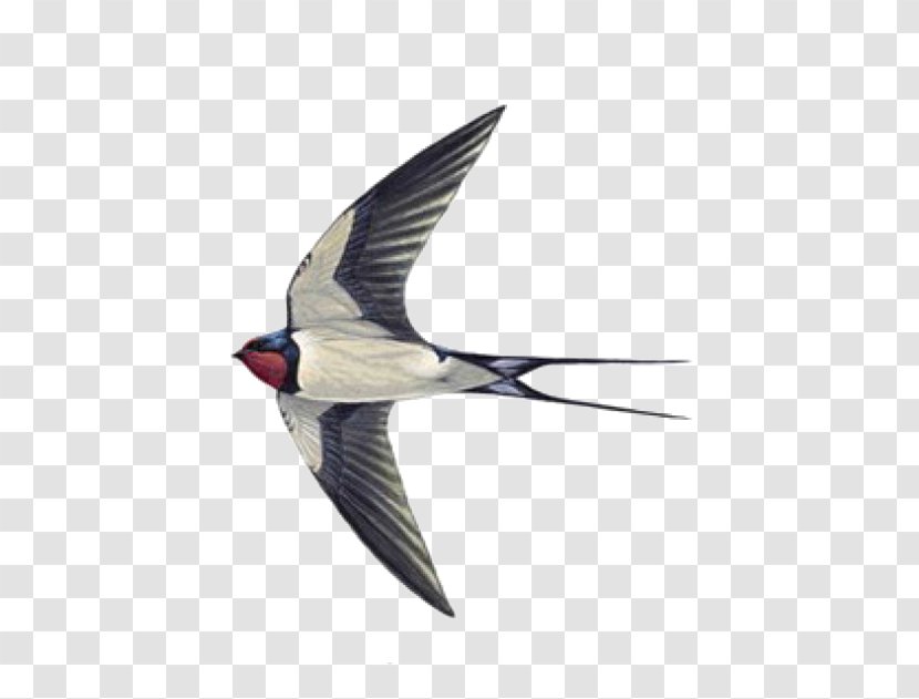 Swallow Tattoo Sparrow Helicopter - Barn Transparent PNG