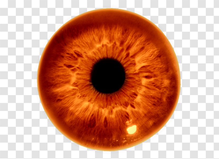 Iris Human Eye The Pupil - Frame Transparent PNG