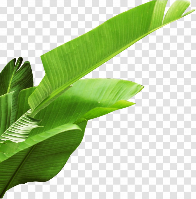 Banana Leaf - Computer Software - Leaves Transparent PNG