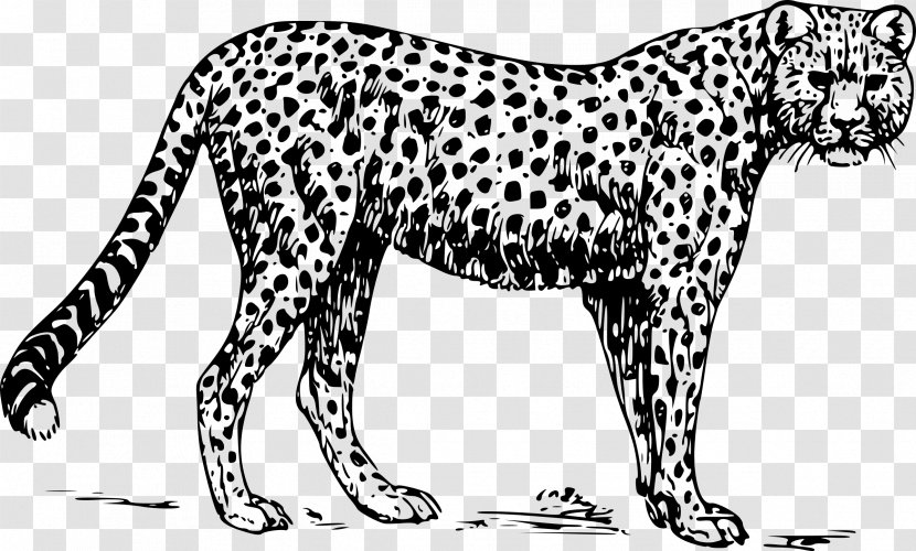 Cheetah Drawing Clip Art - Wildlife Transparent PNG