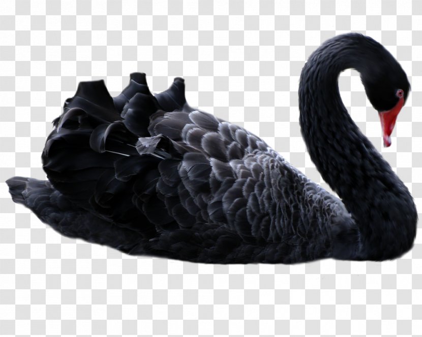 The Black Swan: Impact Of Highly Improbable Antifragile Swan Theory Trader - Water Bird Transparent PNG