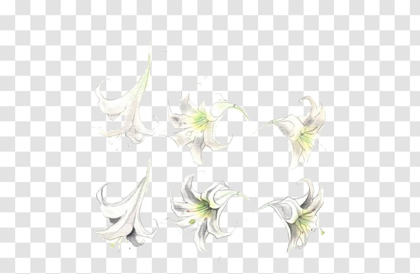 Floral Design Wedding Ceremony Supply Pattern - White Lily Stock Photo Transparent PNG