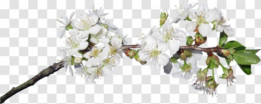 Cut Flowers Blossom Clip Art - Floral Design - Flower Transparent PNG