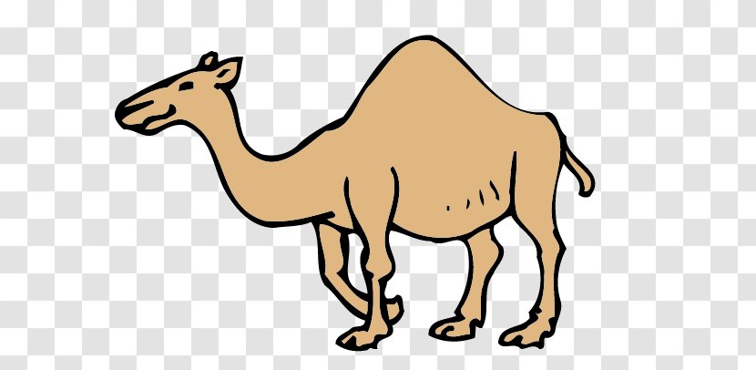 Dromedary Bactrian Camel Drawing Clip Art Transparent PNG