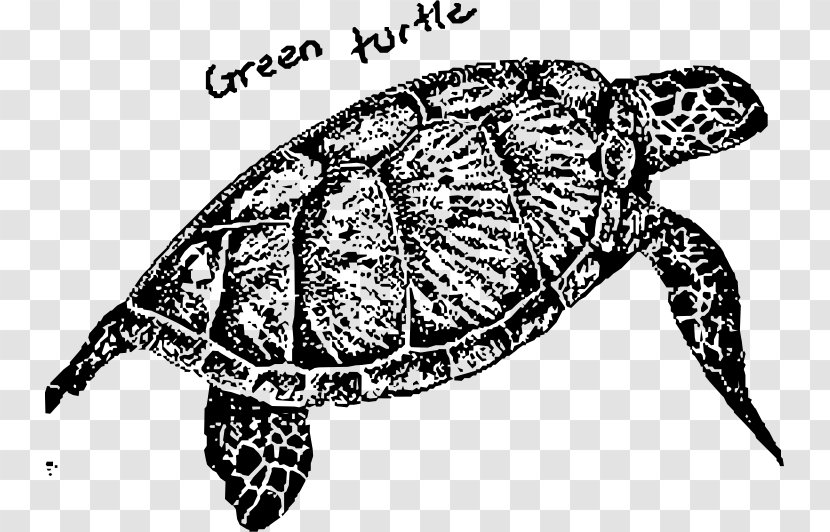 Box Turtles Loggerhead Sea Turtle Tortoise - Black And White Transparent PNG