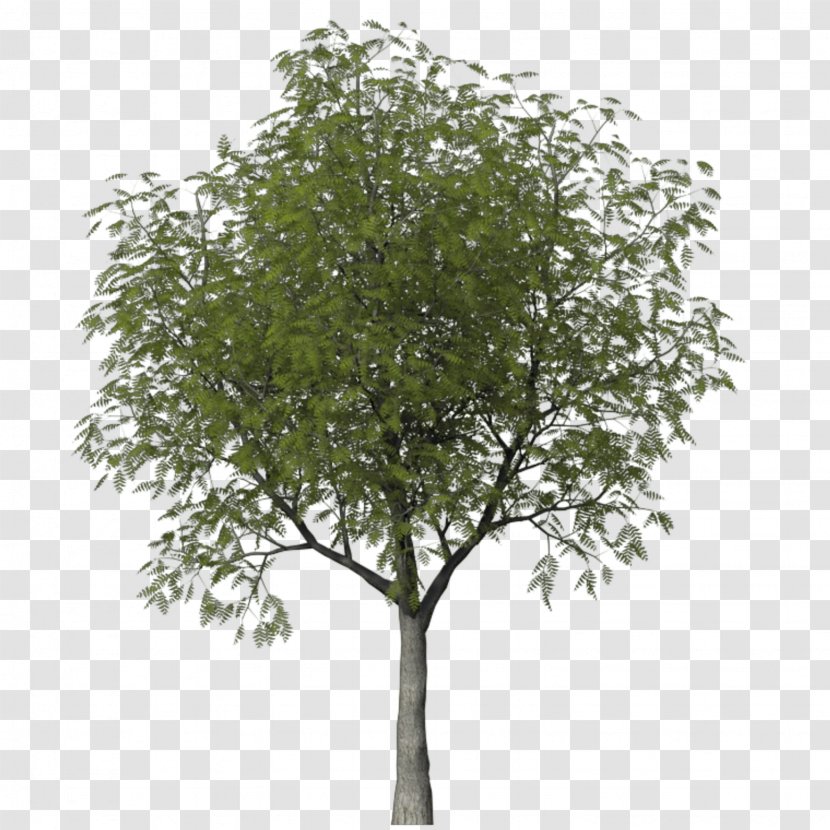 Tree Woody Plant Shrub Askur - Anna Transparent PNG