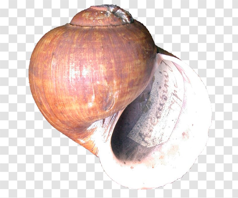 Cockle Conchology Veneroida Sea Snail Seashell Transparent PNG