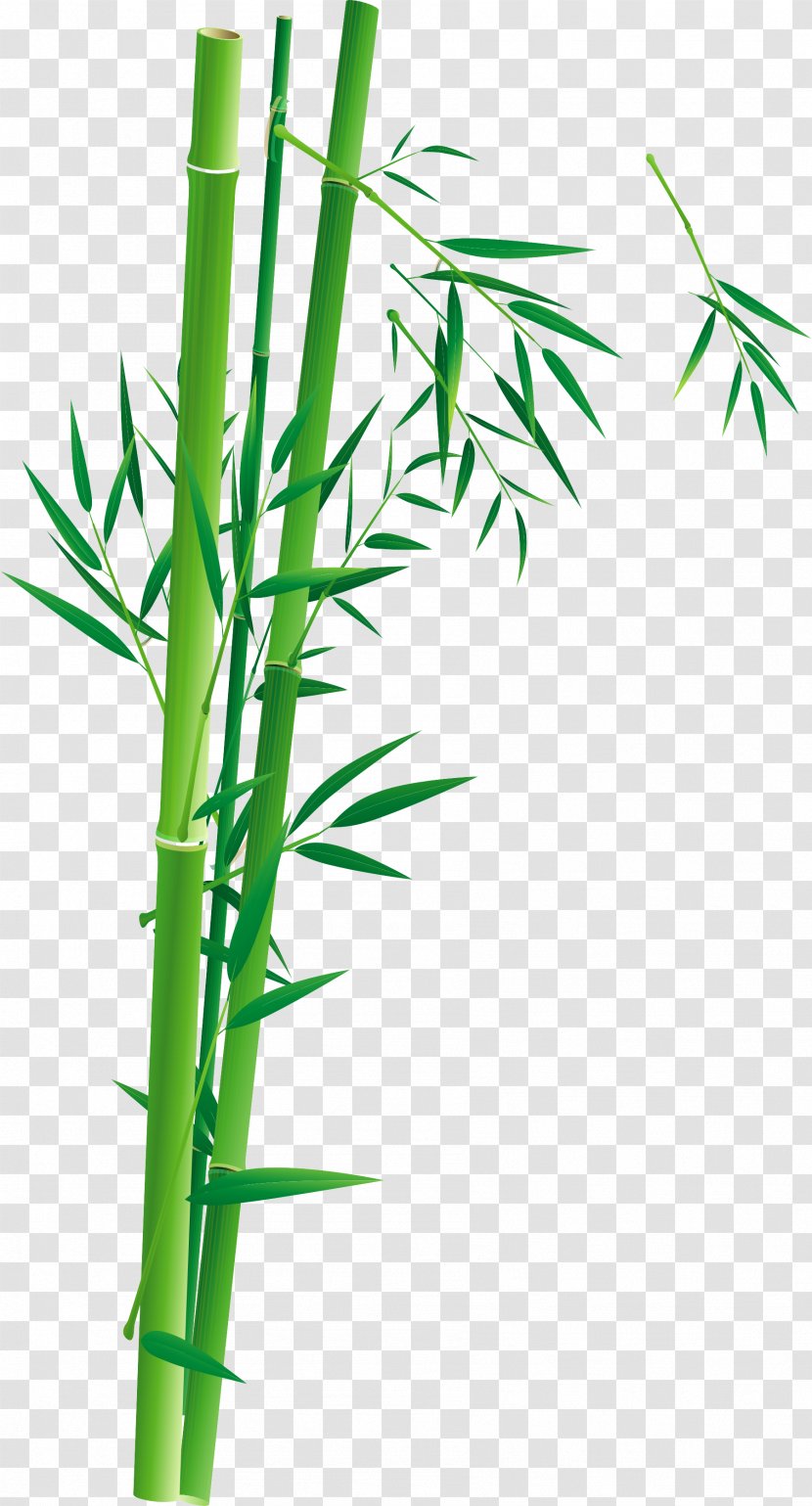 Bamboo Poster Bambusa Oldhamii Illustration Transparent PNG