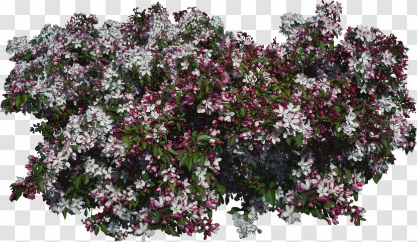 Lilac Purple Violet Tree Shrub - Branch - Bushes Transparent PNG
