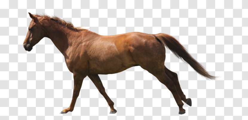 Mustang Thoroughbred Andalusian Horse Stallion Arabian Transparent PNG