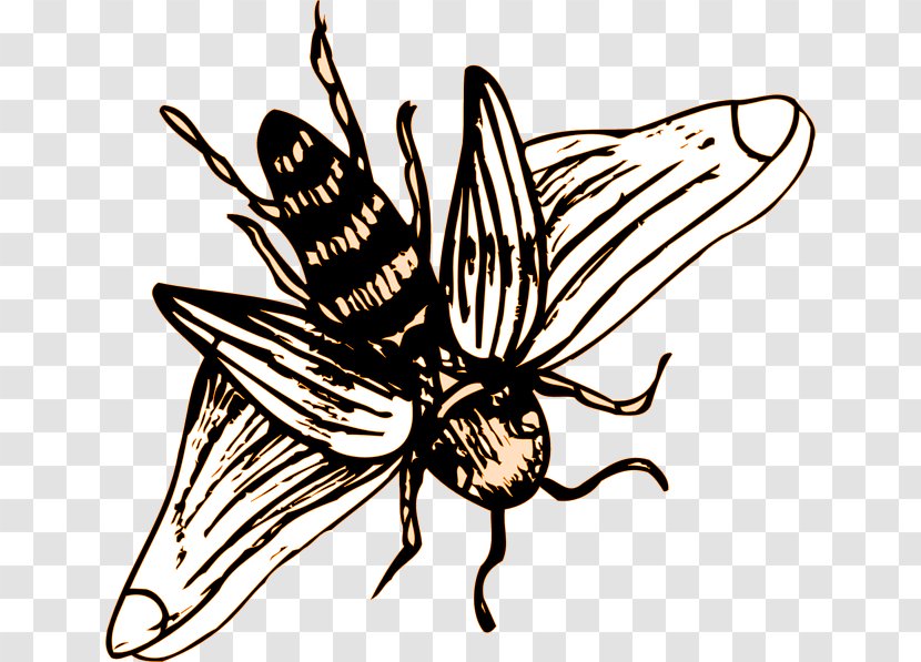 Insect Wing Western Honey Bee Drawing - Pest Transparent PNG
