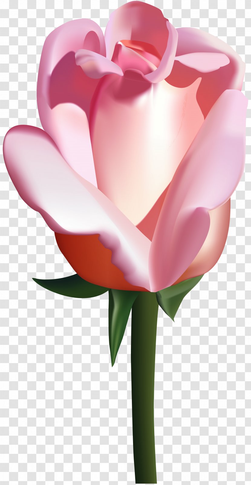 Garden Roses Clip Art - Rose - Pink Image Transparent PNG