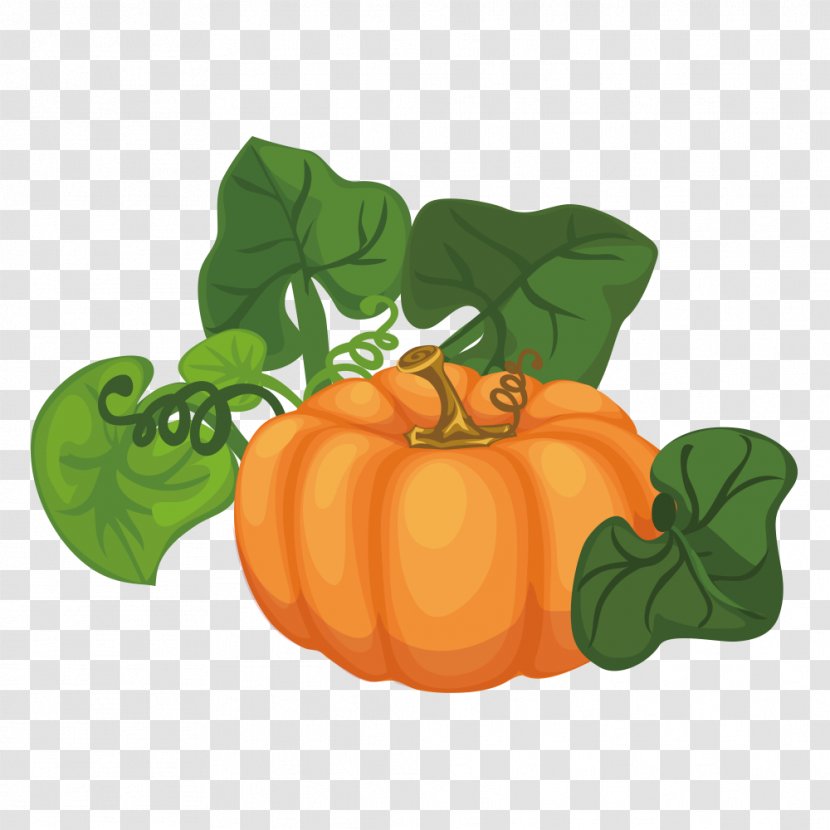 Pumpkin Calabaza Cucurbita Maxima Gourd Illustration - Royaltyfree Transparent PNG