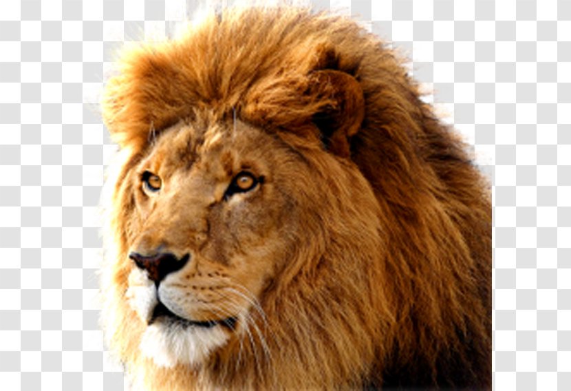 Macintosh Mac OS X Lion MacOS Operating System - Mane - Lions Head Transparent PNG