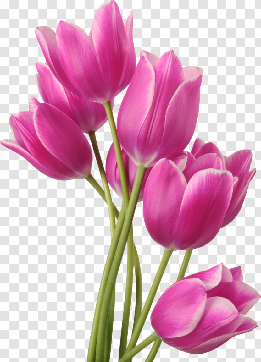 Tulip Flower Bouquet Clip Art - Photography Transparent PNG