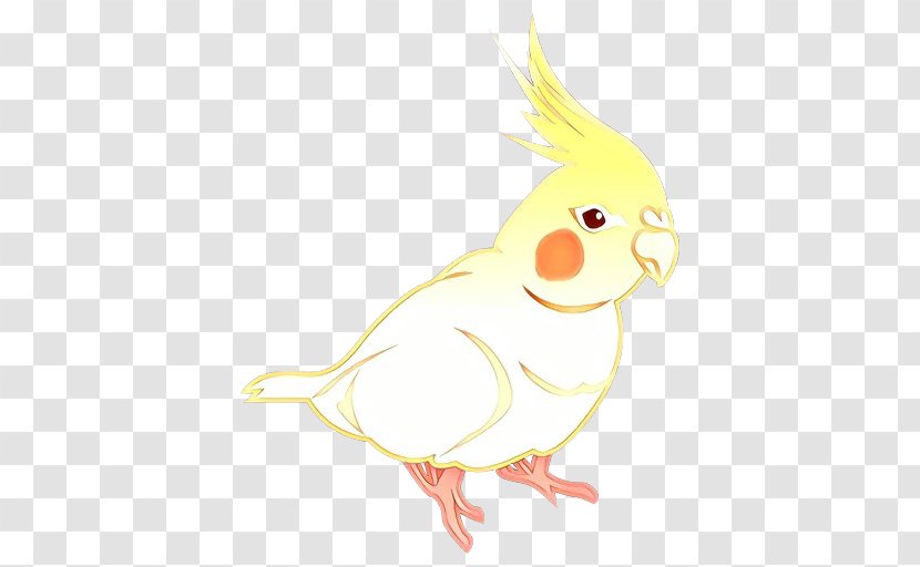 Bird Parrot - Chicken - Wing Transparent PNG