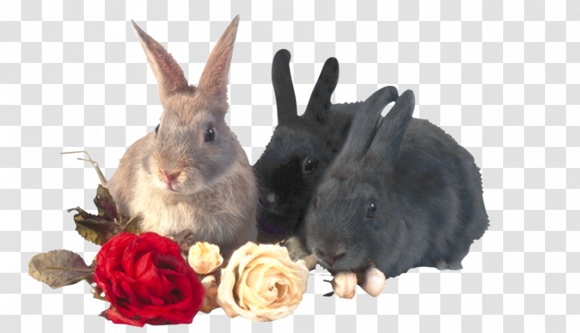 Domestic Rabbit Hare Clip Art - Three Rabbits And Roses Transparent PNG