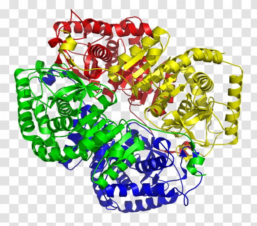 Lactate Dehydrogenase Nicotinamide Adenine Dinucleotide Lactic Acid Isozyme - Creatine Kinase - Chromosome Transparent PNG