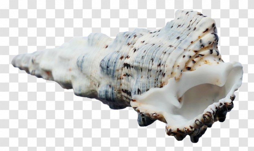 Seashell - Snail - Ocean Sea Shell Transparent PNG