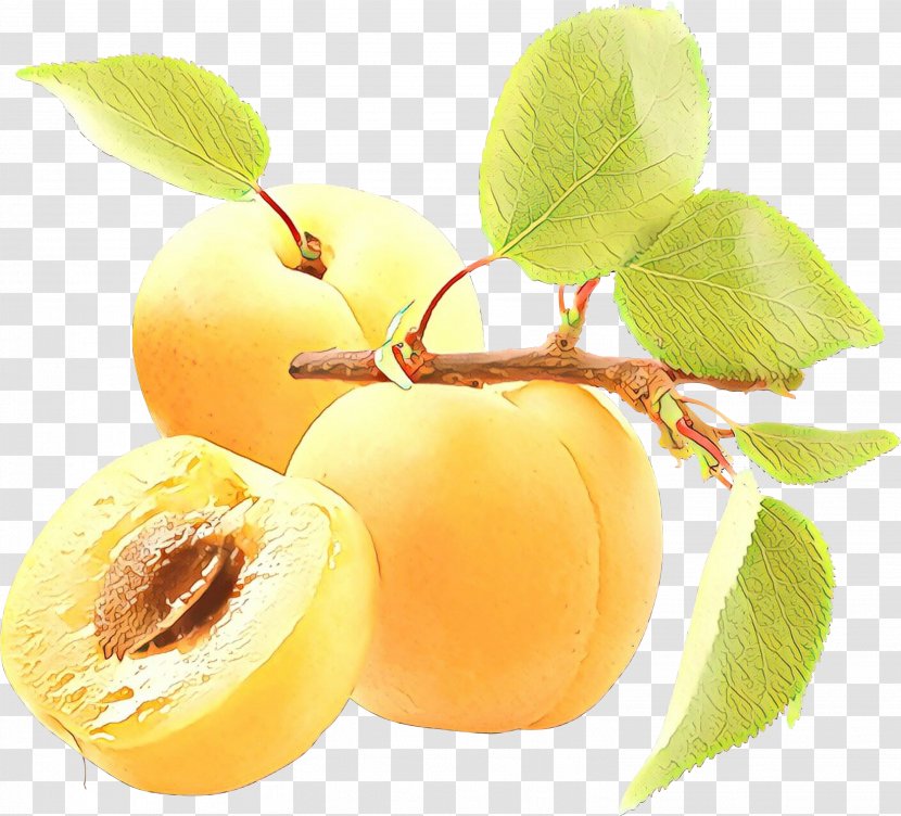Apple Tree - Food - Flower Transparent PNG