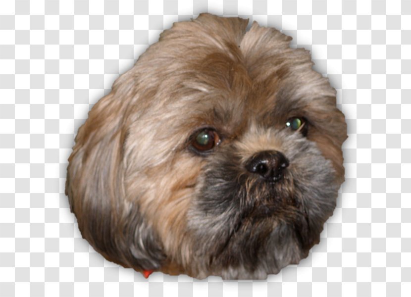 Shih Tzu Havanese Dog Little Lion Bolonka Lhasa Apso - Keep Pets Transparent PNG