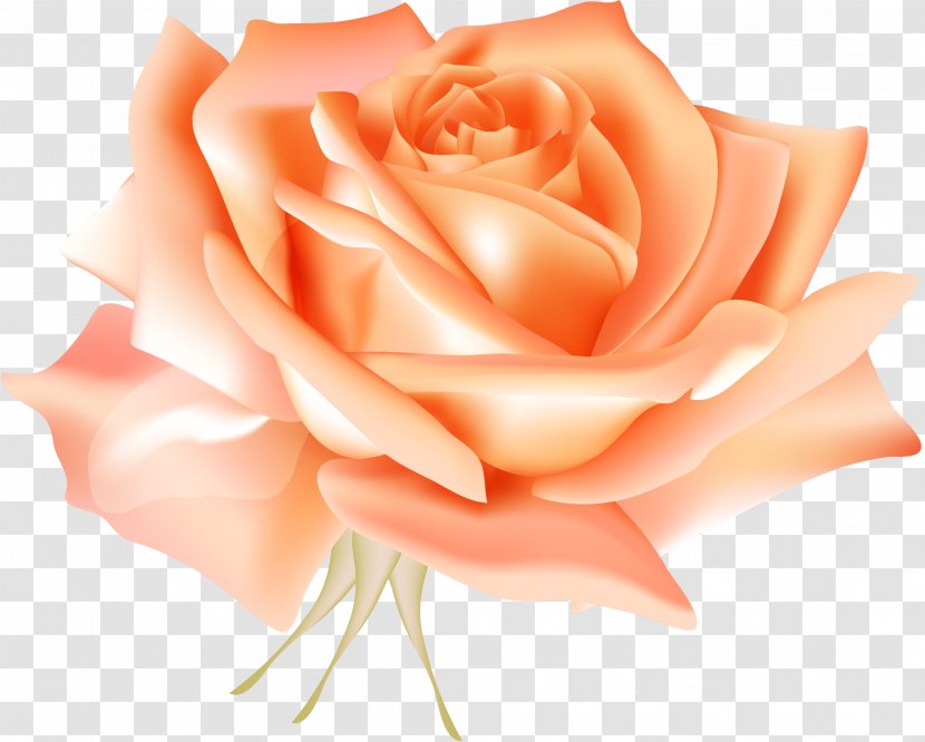 Centifolia Roses Blue Rose Flower Clip Art - Pink - Stereo Orange Vector Transparent PNG