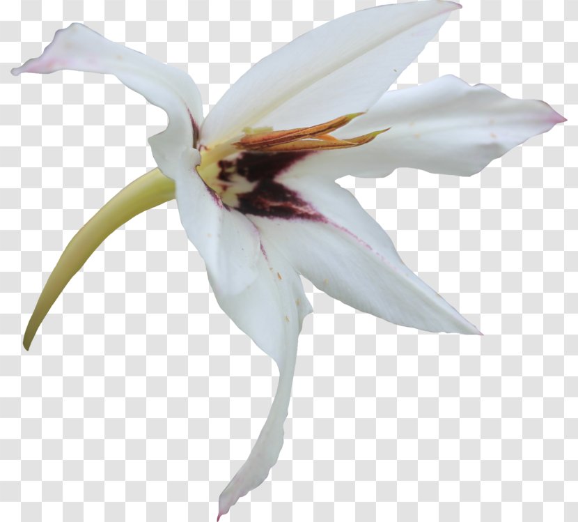 Flower Lilium Clip Art - Callalily Transparent PNG