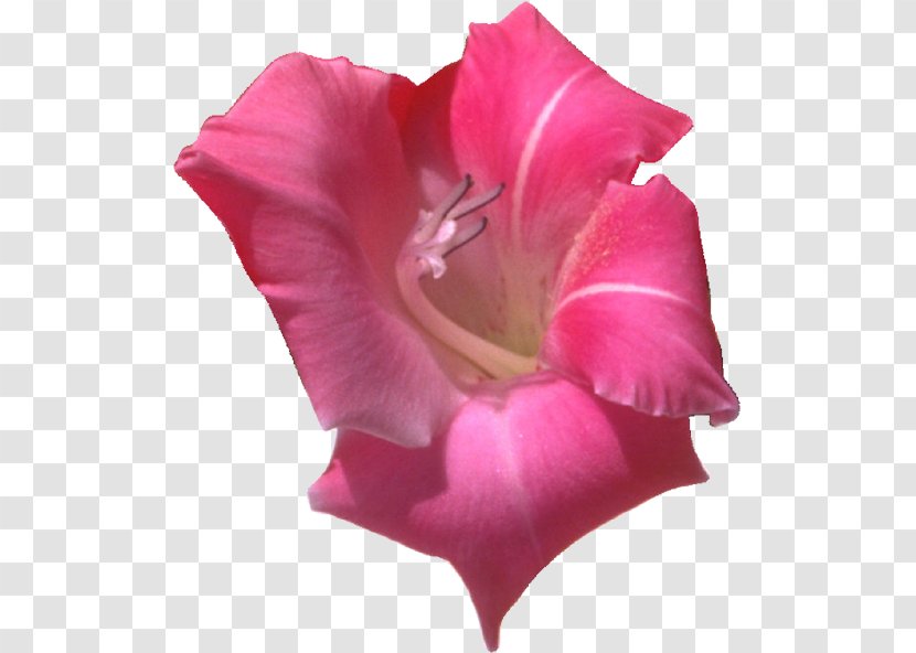 Garden Roses Flower Clip Art - Wildflower Transparent PNG