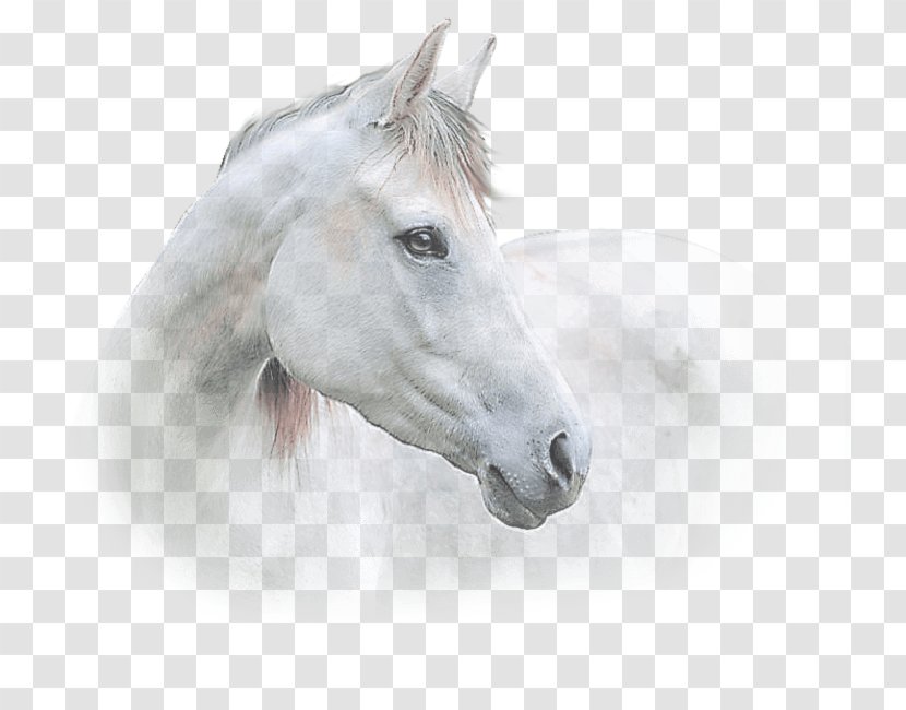 Mustang Stallion Halter Freikörperkultur Snout - Horse Transparent PNG