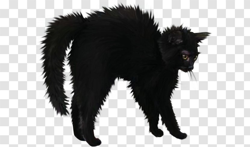 Black Cat Bombay Domestic Short-haired Le Chat Noir - Halloween Transparent PNG