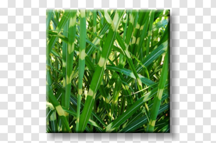 Sweet Grass Commodity Grasses - Miscanthus Transparent PNG