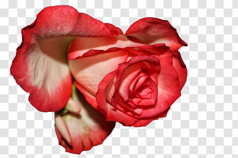 Garden Roses Centifolia Floribunda Red Love Journal - Flowering Plant - Flowers Bloom Transparent PNG