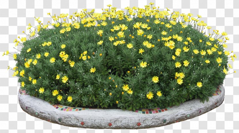 Flower - Yellow - Bed Transparent PNG