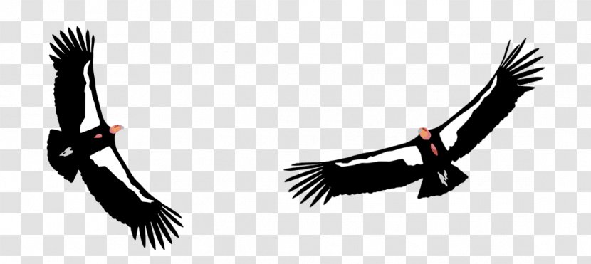 California Condor Big Sur Ventana Wildlife Society Bird - Vulture Transparent PNG