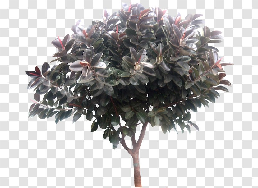 Tree Rubber Fig Ravenala Madagascariensis - Camphor Transparent PNG