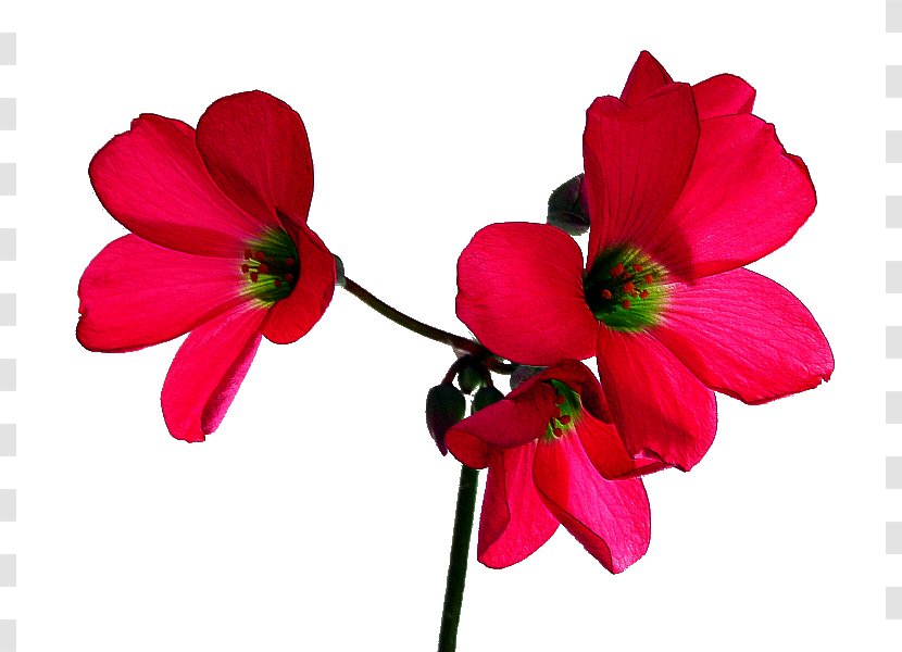 Flower Desktop Wallpaper Clip Art - Poppy - Waterflower Transparent PNG