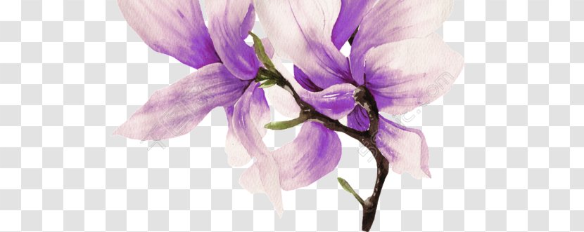 Magnolia Cloth Napkins Painting Flower Image - Lilac - Magnolias Transparent PNG