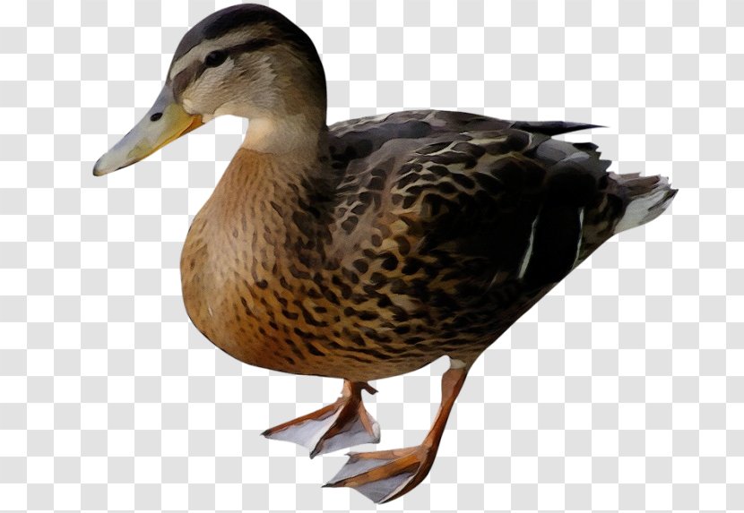 Bird Duck Mallard Water Ducks, Geese And Swans - Wet Ink - Hunting Decoy American Black Transparent PNG