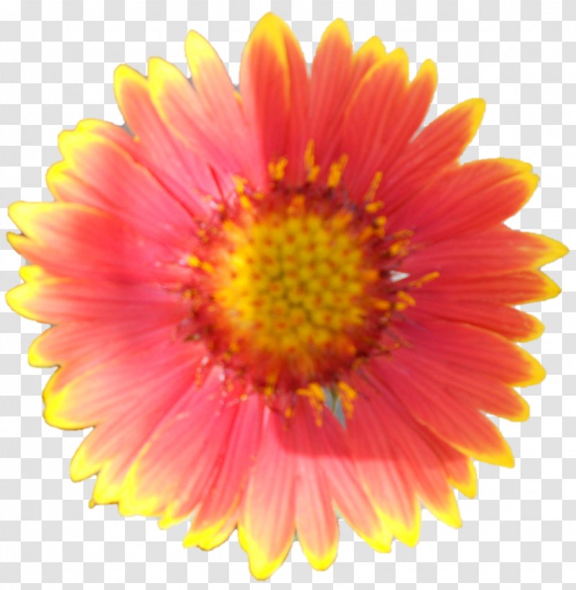 Transvaal Daisy Garfield Chrysanthemum Van Geest Bros Limited (Westdale) Choiz ® Makelaars & Taxateurs - Yellow - Corn Transparent PNG