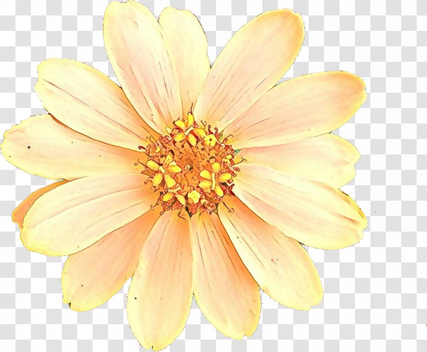 Petal Flower Yellow Plant Daisy Family - Cartoon - Gerbera Pollen Transparent PNG