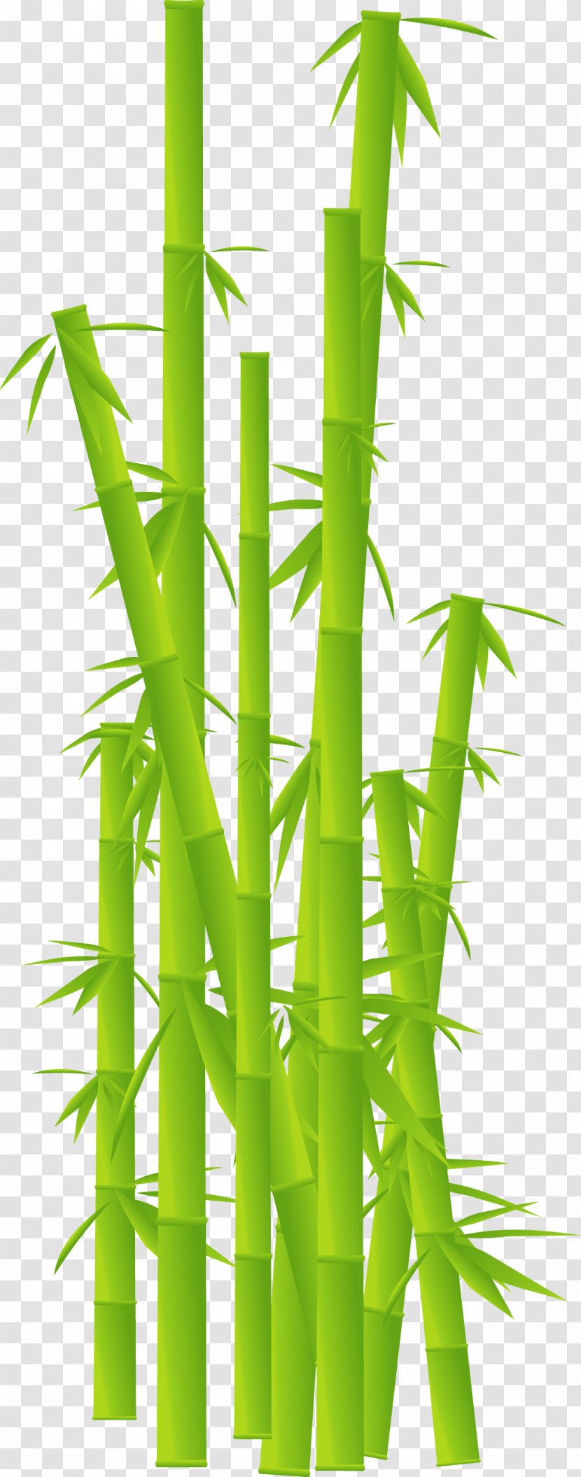 Tropical Woody Bamboos Plant Stem Clip Art - Energy - Leaf Transparent PNG