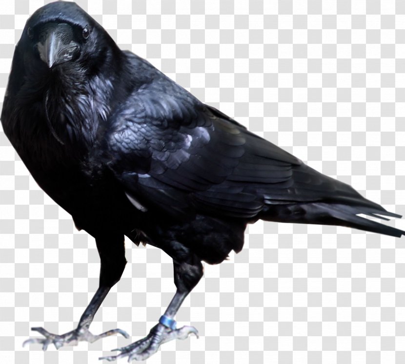 Common Raven American Crow Rook - Bird - Image Transparent PNG