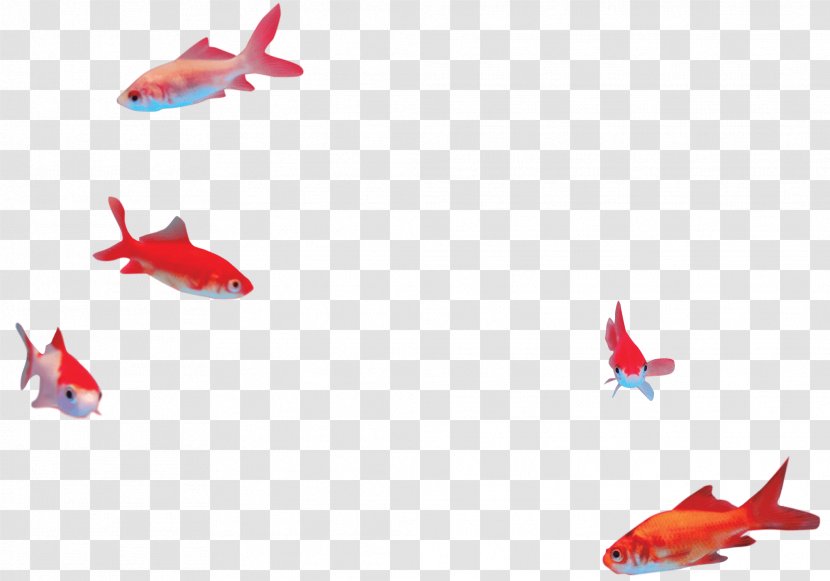 Fin Goldfish RED.M - Organism - Fish Transparent PNG
