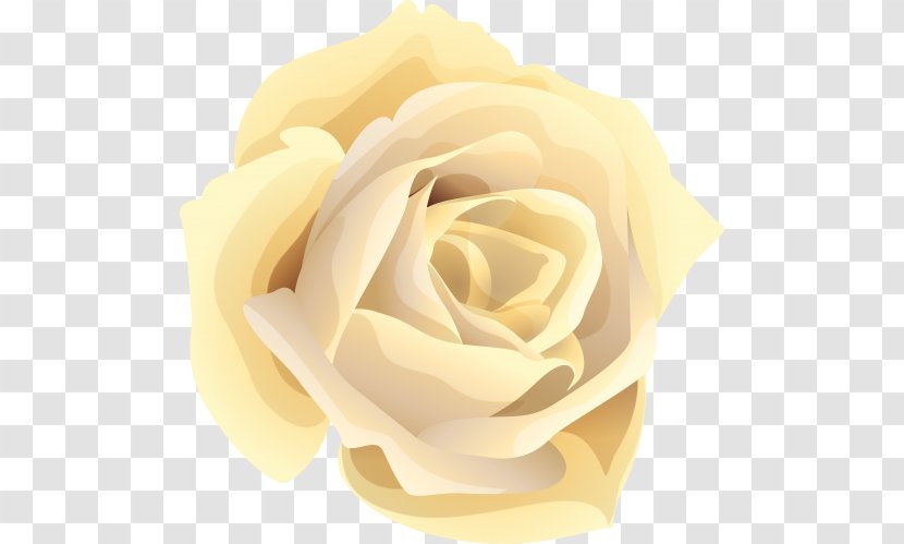 Garden Roses Centifolia Flower Clip Art Transparent PNG