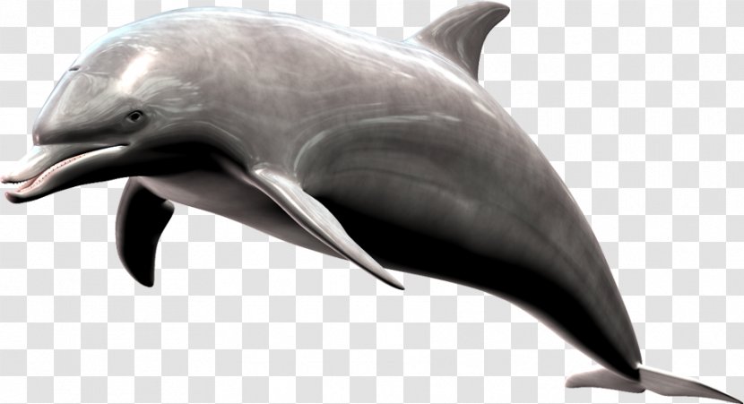Common Bottlenose Dolphin Short-beaked Wholphin Tucuxi Rough-toothed - Fauna Transparent PNG